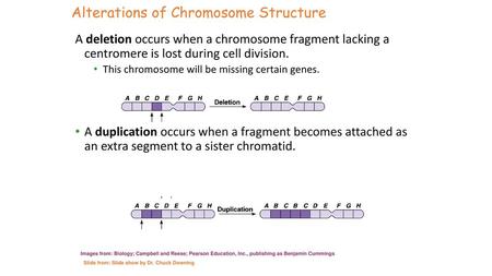 Alterations of Chromosome Structure