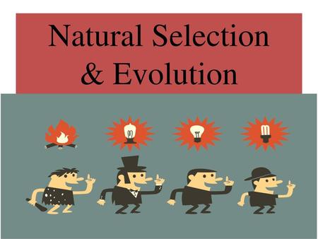 Natural Selection & Evolution