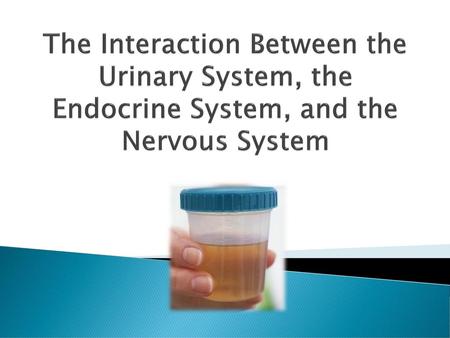 Anyone Thirsty? The sensation of thirst and your body’s ability to maintain a proper water balance are controlled by the communication between the nervous.