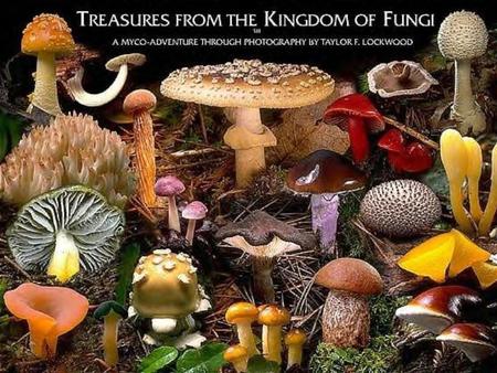 What are the characteristics of Fungi?