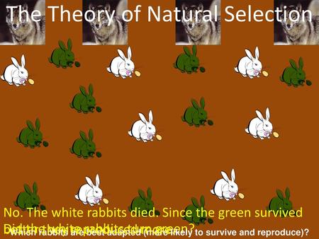 The Theory of Natural Selection