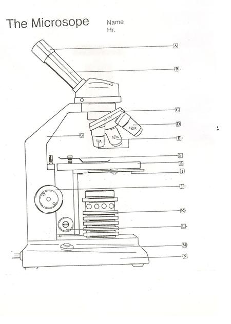 Compound Microscope Parts and Functions