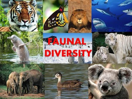 FAUNAL DIVERSITY.