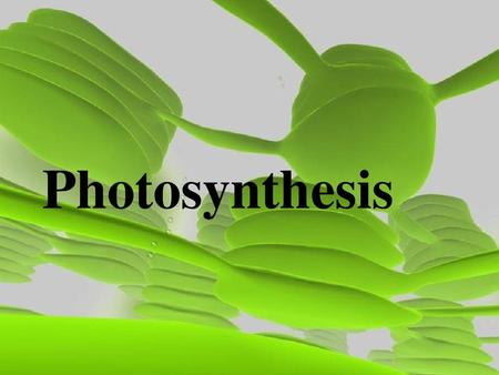 Photosynthesis.