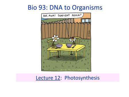 Lecture 12: Photosynthesis