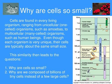 Why are cells so small? Cells are found in every living organism, ranging from unicellular (one-celled) organisms, such as amoebas, to multicellular (many-celled)