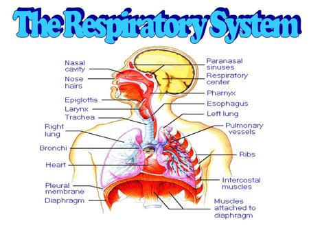 The Respiratory System