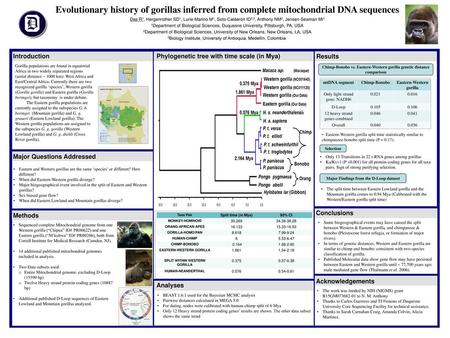 Evolutionary history of gorillas inferred from complete mitochondrial DNA sequences Das R1, Hergenrother SD1, Lurie-Marino M1, Soto-Calderón ID2,3, Anthony.