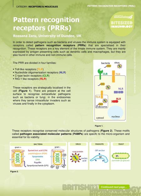 Pattern recognition receptors (PRRs)