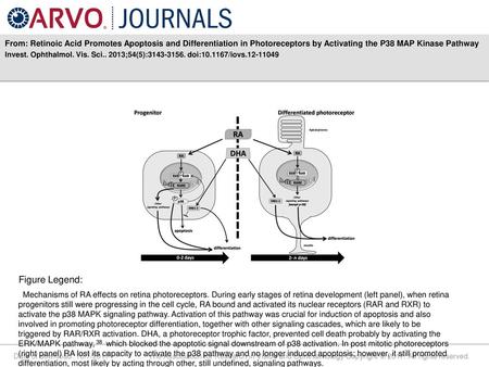 From: Retinoic Acid Promotes Apoptosis and Differentiation in Photoreceptors by Activating the P38 MAP Kinase Pathway Invest. Ophthalmol. Vis. Sci.. 2013;54(5):3143-3156.