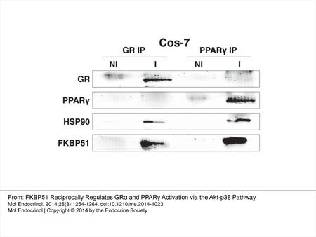 Figure 1. Interaction of FKBP51 with GRα and PPARγ