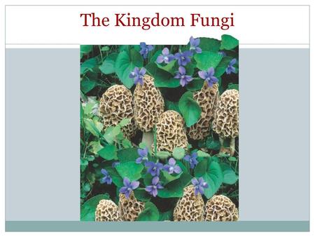 The Kingdom Fungi Photo Credit: ©D. Cavagnaro/DRK Photo.