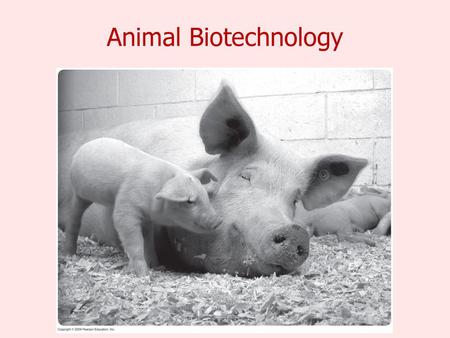 Animal Biotechnology.