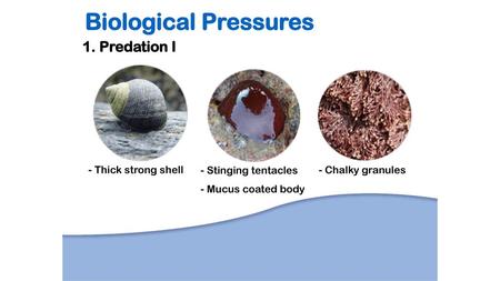 Biological Pressures 1. Predation I - Thick strong shell