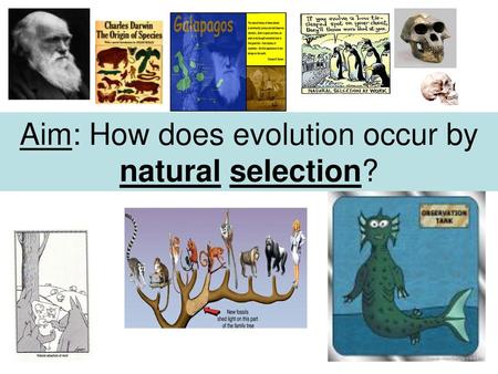 Aim: How does evolution occur by natural selection?