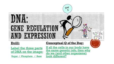 DNA: Gene Regulation and expression