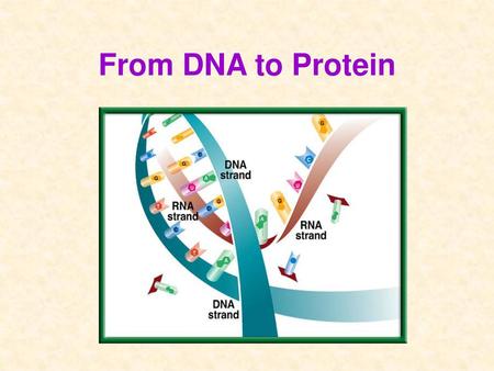 From DNA to Protein.