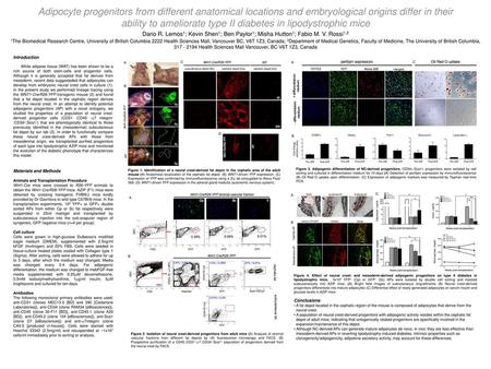 ability to ameliorate type II diabetes in lipodystrophic mice