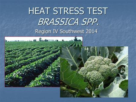 HEAT STRESS TEST BRASSICA SPP.