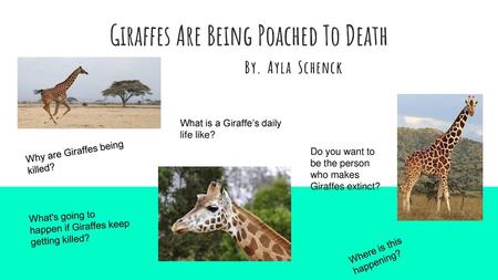 Giraffes Are Being Poached To Death