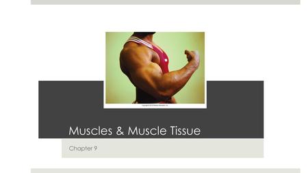 Muscles & Muscle Tissue