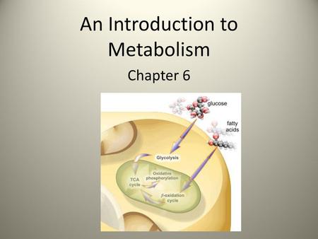 An Introduction to Metabolism