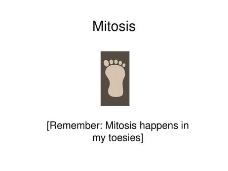 [Remember: Mitosis happens in my toesies]