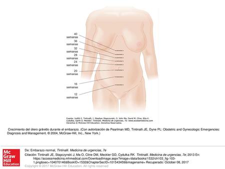 Crecimiento del útero grávido durante el embarazo