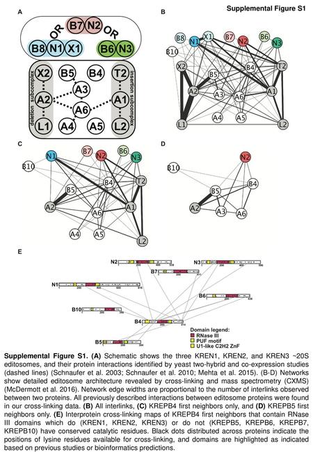 Supplemental Figure S1 Supplemental Figure S1. (A) Schematic shows the three KREN1, KREN2, and KREN3 ~20S editosomes, and their protein interactions identified.