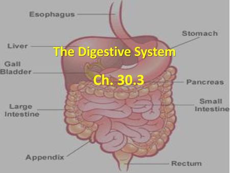 The Digestive System Ch. 30.3.