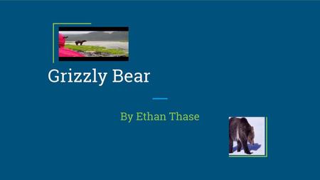 Grizzly Bear By Ethan Thase.