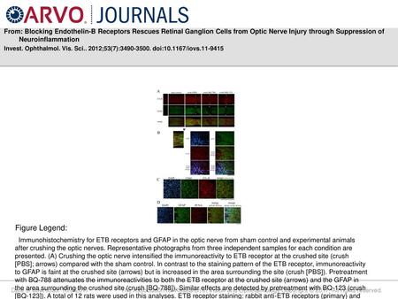 From: Blocking Endothelin-B Receptors Rescues Retinal Ganglion Cells from Optic Nerve Injury through Suppression of Neuroinflammation Invest. Ophthalmol.