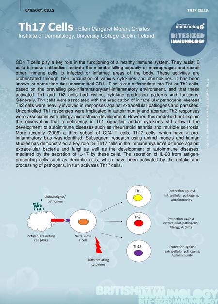 CATEGORY: CELLS TH17 CELLS