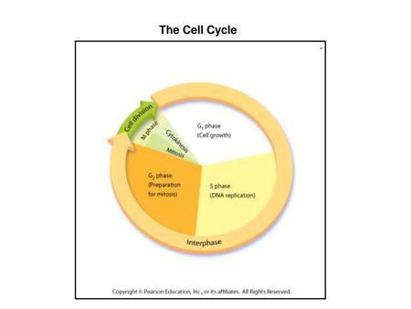 The Cell Cycle.