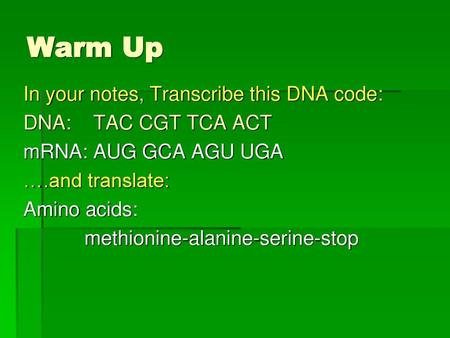 Warm Up In your notes, Transcribe this DNA code: DNA: TAC CGT TCA ACT mRNA: AUG GCA AGU UGA ….and translate: Amino acids: methionine-alanine-serine-stop.