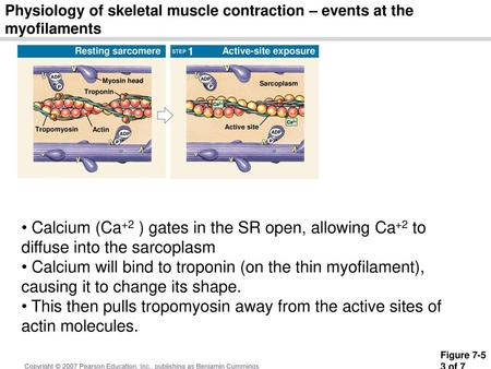 Physiology of skeletal muscle contraction – events at the myofilaments