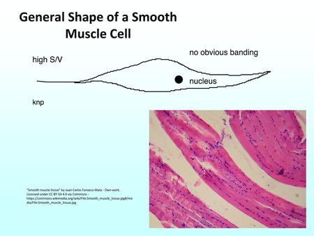 General Shape of a Smooth Muscle Cell