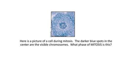 Here is a picture of a cell during mitosis