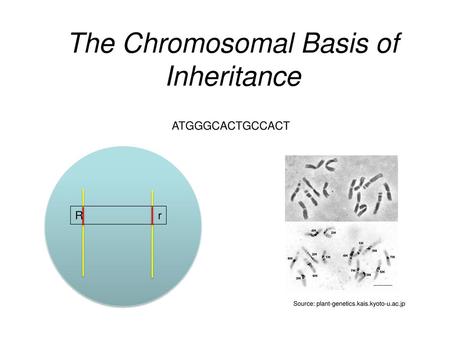 The Chromosomal Basis of Inheritance