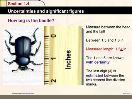 How big is the beetle? Measure between the head and the tail!