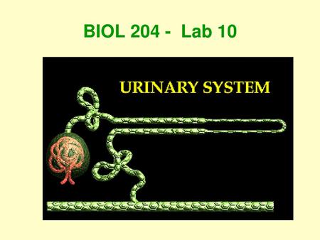 BIOL 204 - Lab 10.