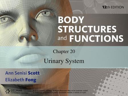 Chapter 20 Urinary System.