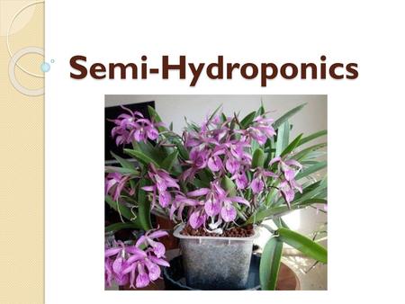 Semi-Hydroponics.