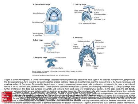 Stages in crown development. A. Dental lamina stage