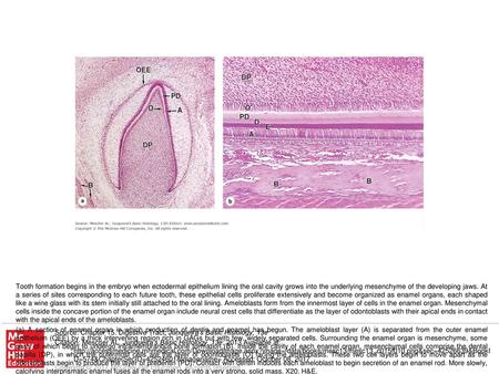 (b) Detail of an enamel organ showing the layers of predentin (PD) and dentin (D) and a layer of enamel (E), along with the organized cell layers that.