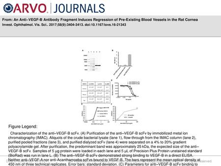 From: An Anti–VEGF-B Antibody Fragment Induces Regression of Pre-Existing Blood Vessels in the Rat Cornea Invest. Ophthalmol. Vis. Sci.. 2017;58(9):3404-3413.