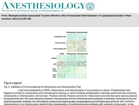 From: Myeloperoxidase-associated Tyrosine Nitration after Intratracheal Administration of Lipopolysaccharide in Rats Anesthes. 2002;97(4):887-895. Figure.