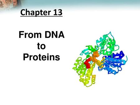 Chapter 13 From DNA to Proteins