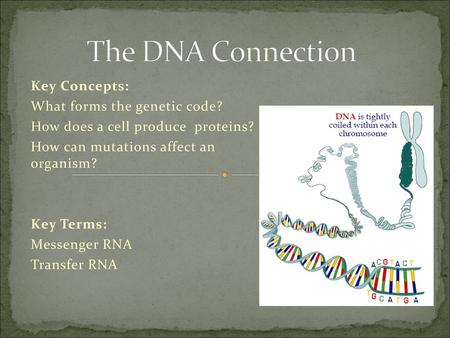 The DNA Connection Key Concepts: What forms the genetic code?