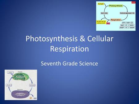 Photosynthesis & Cellular Respiration